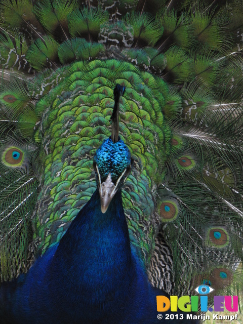 SX27022 Closeup of peacock display fanning feathers [Pavo cristatus] in garden